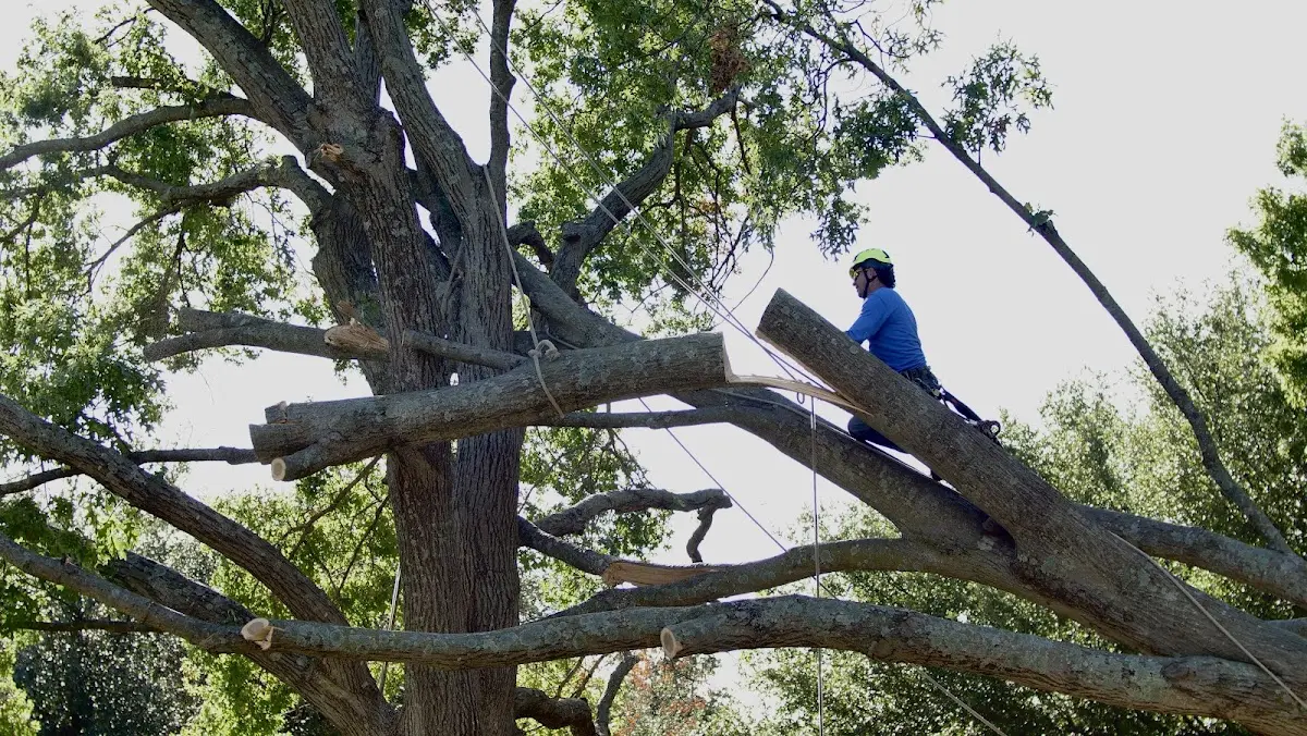 Professional Crown Thinning performed by certified arborists in Crystal Falls