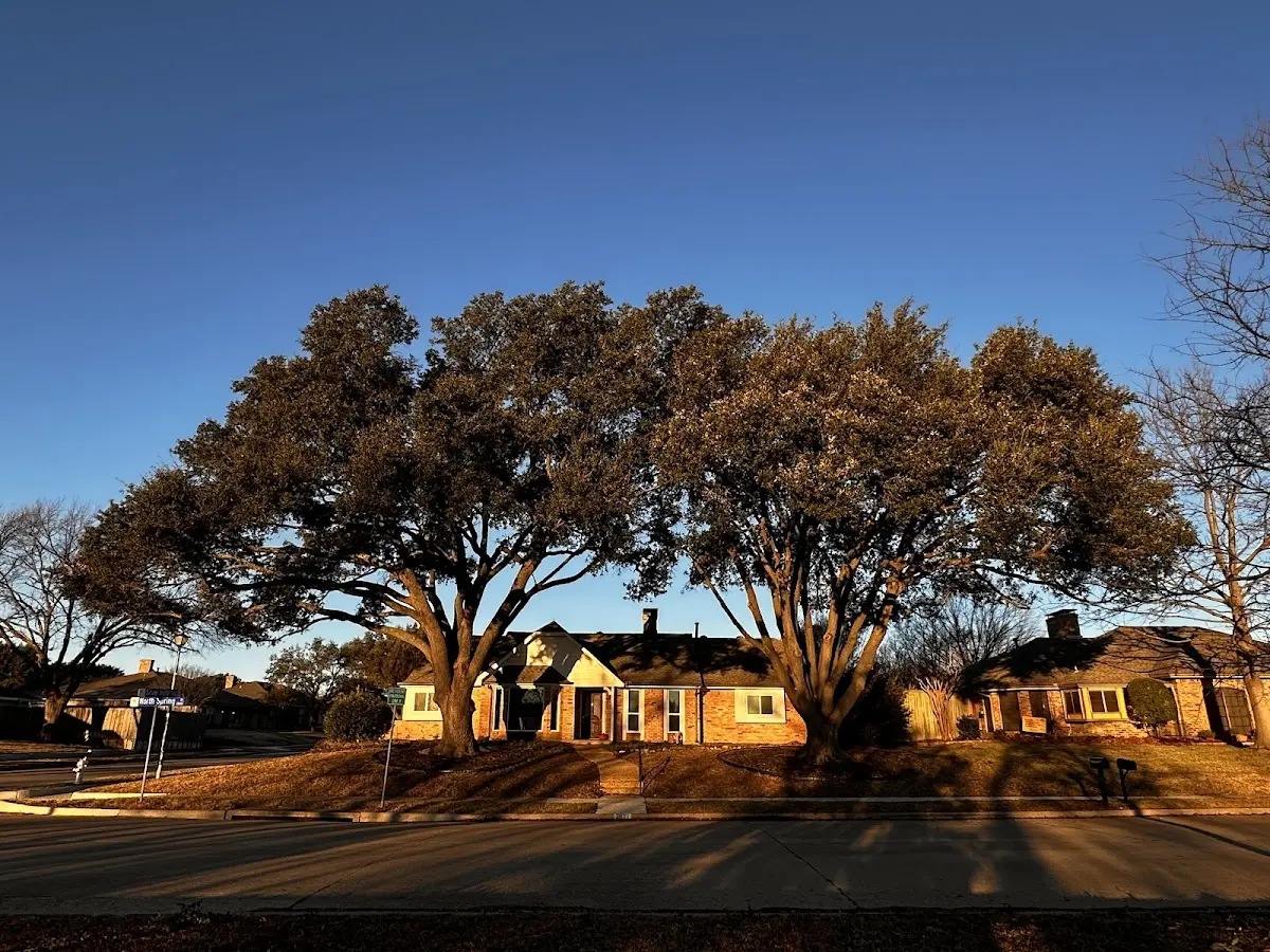 Established residential canopy tree shading a home in Crystal Falls